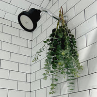 Showerhead Replacement Filter